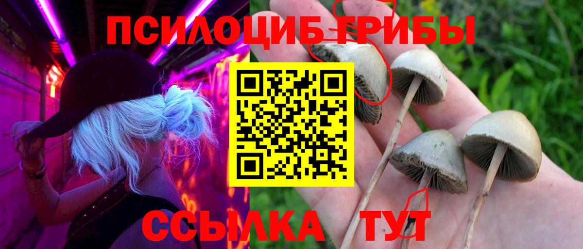 Галлюциногенные грибы Psilocybe Междуреченск